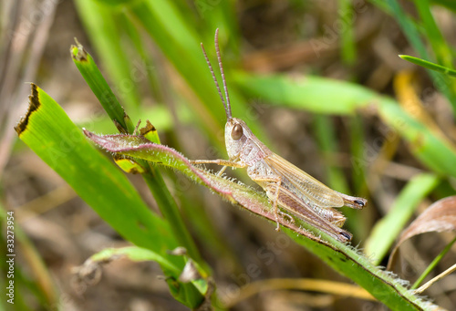 Little grasshopper sitting on a leaf.