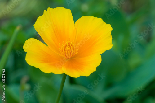 Pastel picture of newly opened bud of californian poppy.