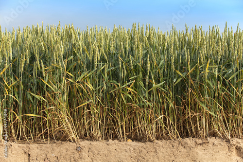 Getreideanbau im Querschnitt