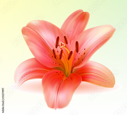 Vector photo-realistic beautiful pink lily