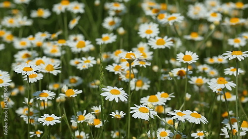 spring flowers