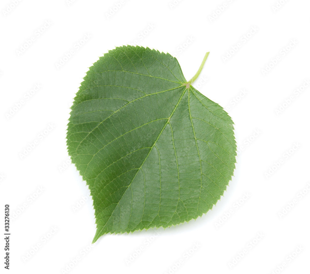 Fototapeta premium linden leaf