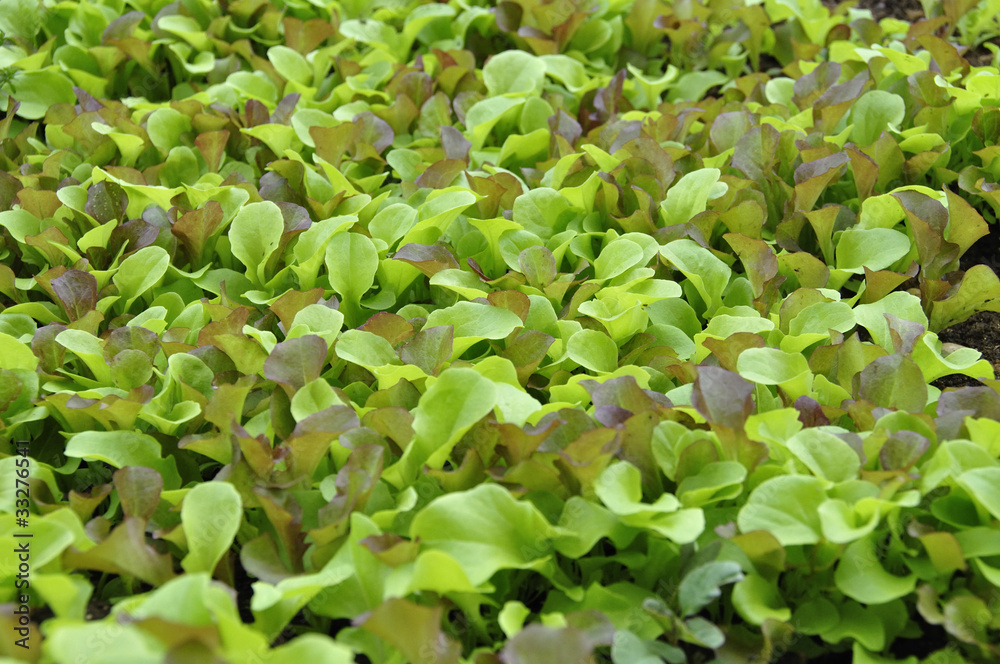 Fototapeta premium Salade
