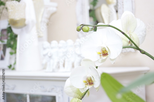 Orchidee weiß dekoration