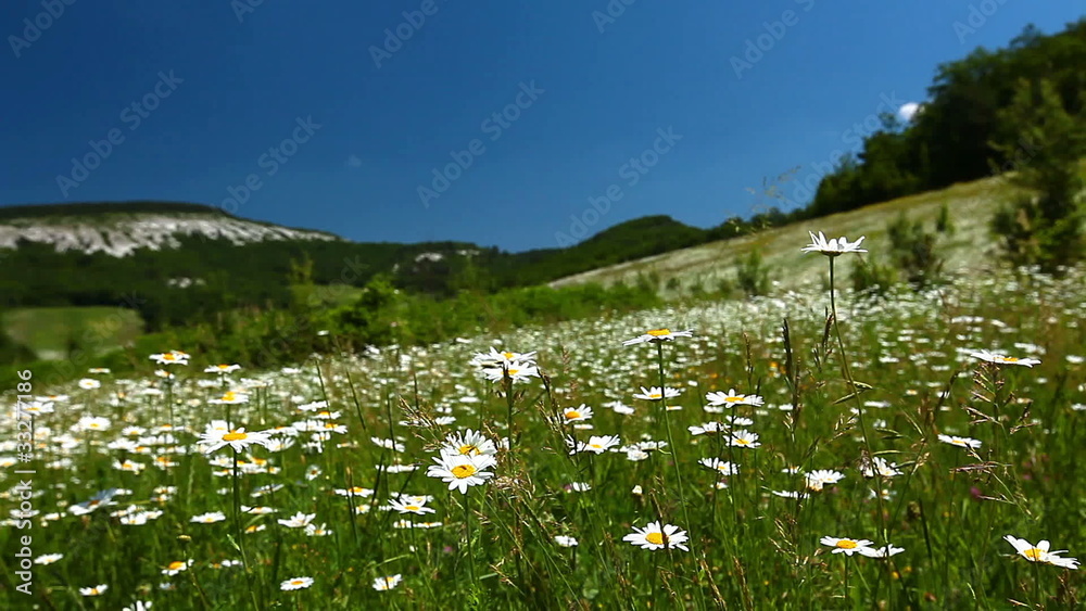 summer landscape - valley with camomile flowers summer landscape - valley with camomile flowers