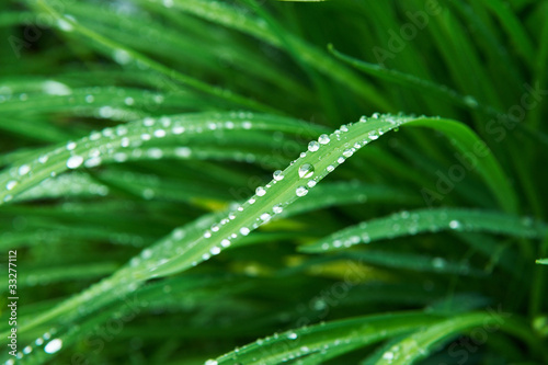 Rain drops on grass