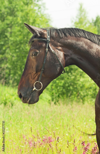 portrait of beautiful mare