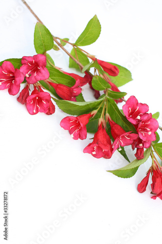 Pink, Spring flowers on a white background