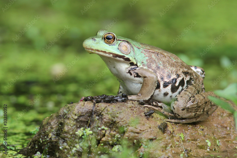 Fototapeta premium Female Green Frog (Rana clamitans) and Young Frogs on Log