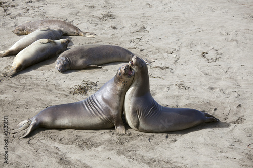 sea lions on california coast north of santa monica may 2011