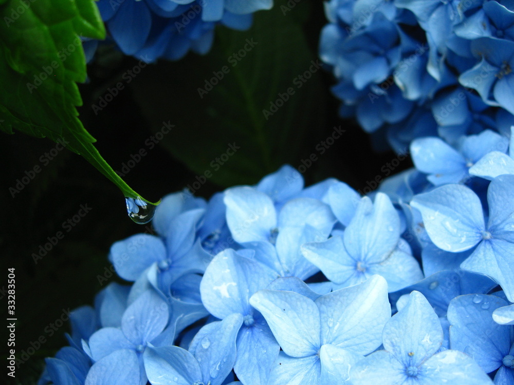 紫陽花 紫陽花
