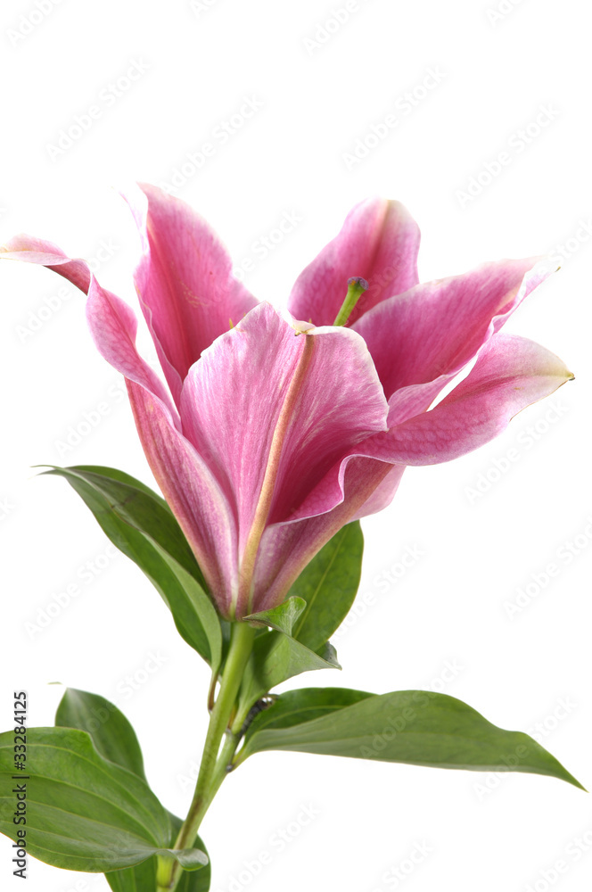Pink lily flower over white background