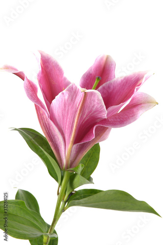 Pink lily flower over white background