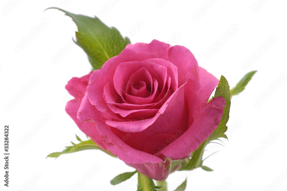 Macro of rose isolated Macro of rose isolated