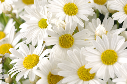 close-ups of white marigold background