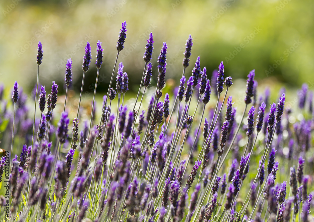 Fototapeta premium Lavender