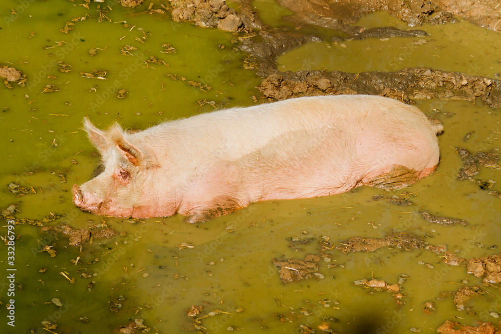 Pig Pig
