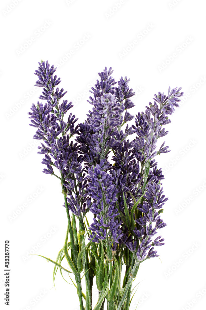 Fototapeta Beautiful lavender flowers isolated on white