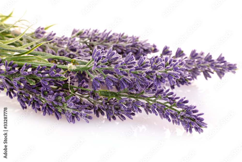 Naklejka premium Beautiful lavender flowers isolated on white