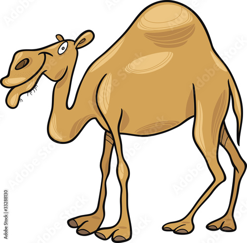dromedary camel