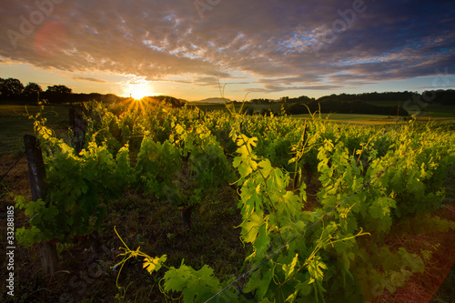 Vignoble à l'aube