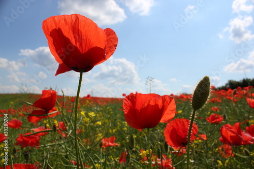 Fototapeta Naklejka Na Ścianę i Meble -  Mohnblüte 4