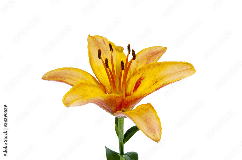 Obraz premium lily