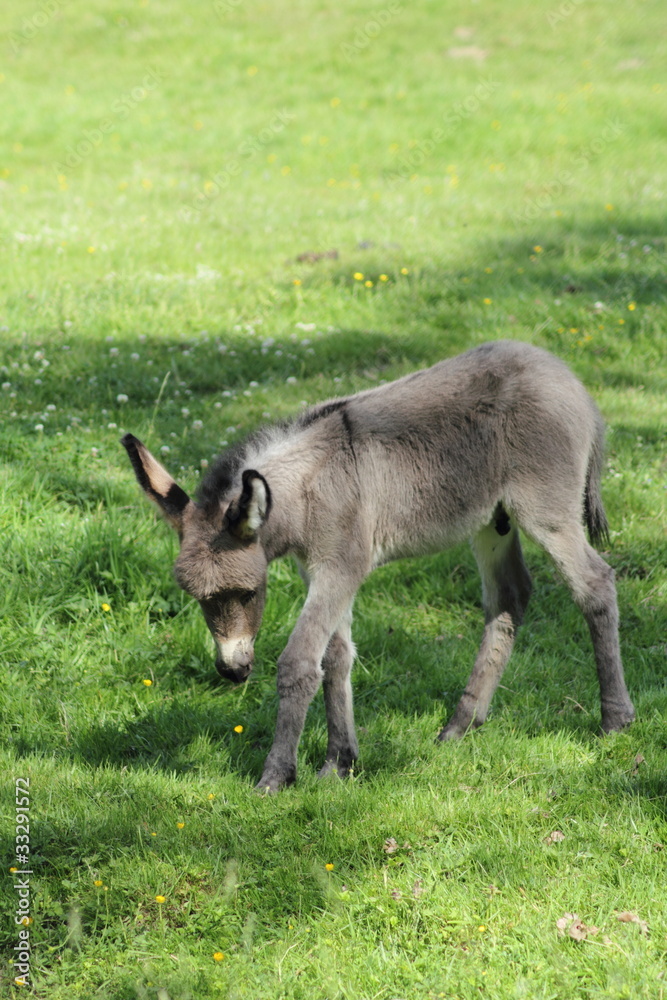 Neugieriges Esel-Junges