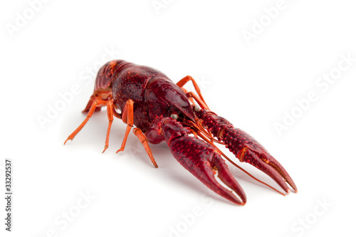 red lobster isolated