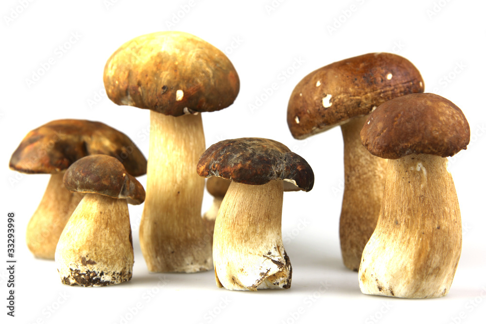 Mushrooms - Porcini, Boletus edulis Mushrooms - Porcini, Boletus edulis