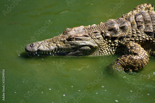 South African Crocodile Swimming