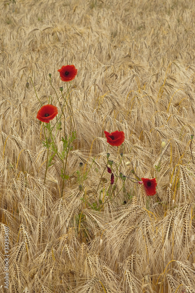 Fototapeta premium poppies and barley