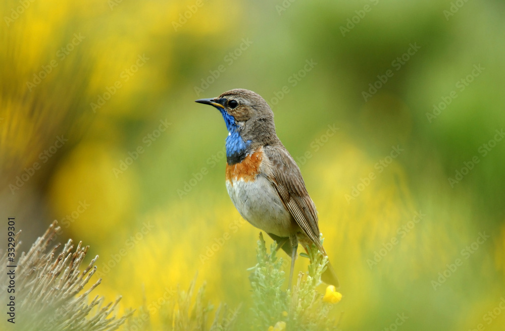 Fototapeta premium Pechiazul y colores