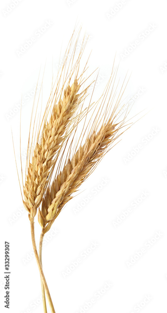 wheat isolated on white