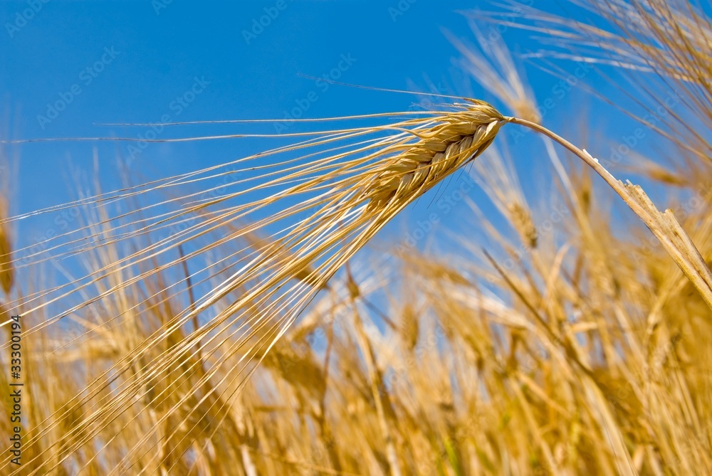 closeup wheat ear on a sky background closeup wheat ear on a sky background