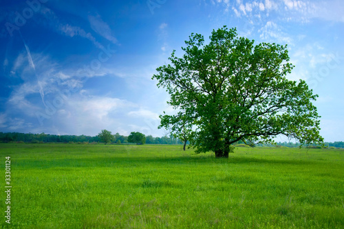 tree on green field