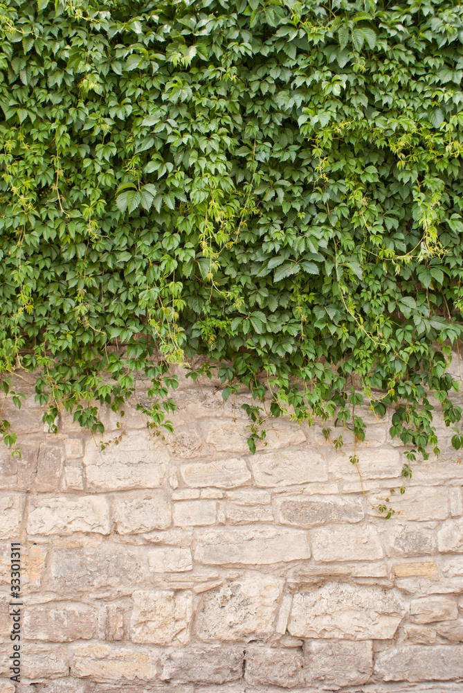Background of old wall and vinegrapes