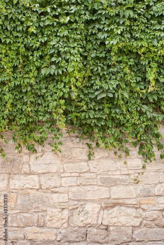 Obraz na płótnie Background of old wall and vinegrapes w salonie