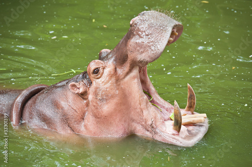 Hippopotamuses Showing Huge Jaw and Teeth
