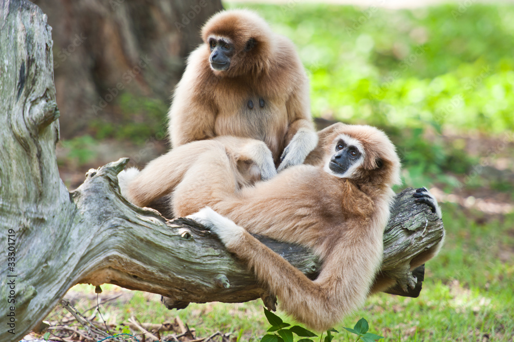 Obraz premium White handed Gibbon or Lar Gibbon