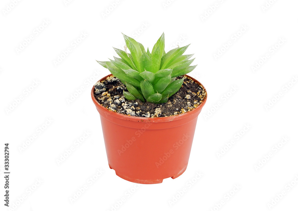 Green succulent plant agave, isolated on white background Green succulent plant agave, isolated on white background