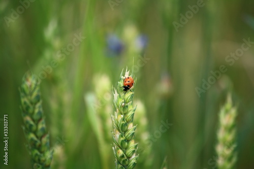 ladybug resting on an ear of green wheat