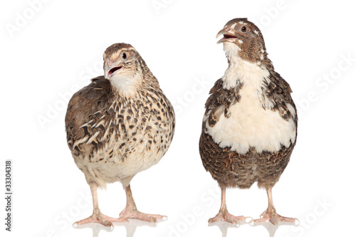 Two female quails on a white background