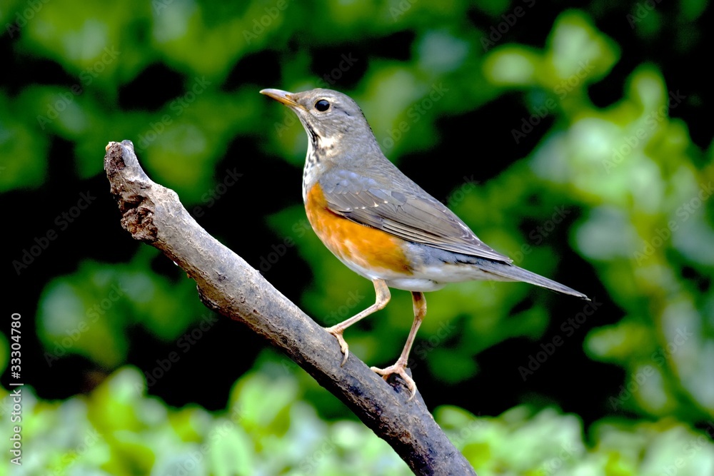 Grey-backed Thrush a bird Grey-backed Thrush a bird