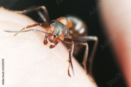 Angry ant biting finger, macro photo © Henrik Larsson