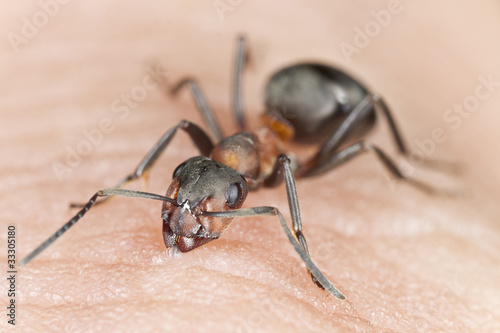 Angry anti biting finger, macro photo © Henrik Larsson