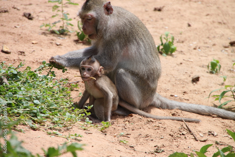 Long-tailed Macaque Long-tailed Macaque