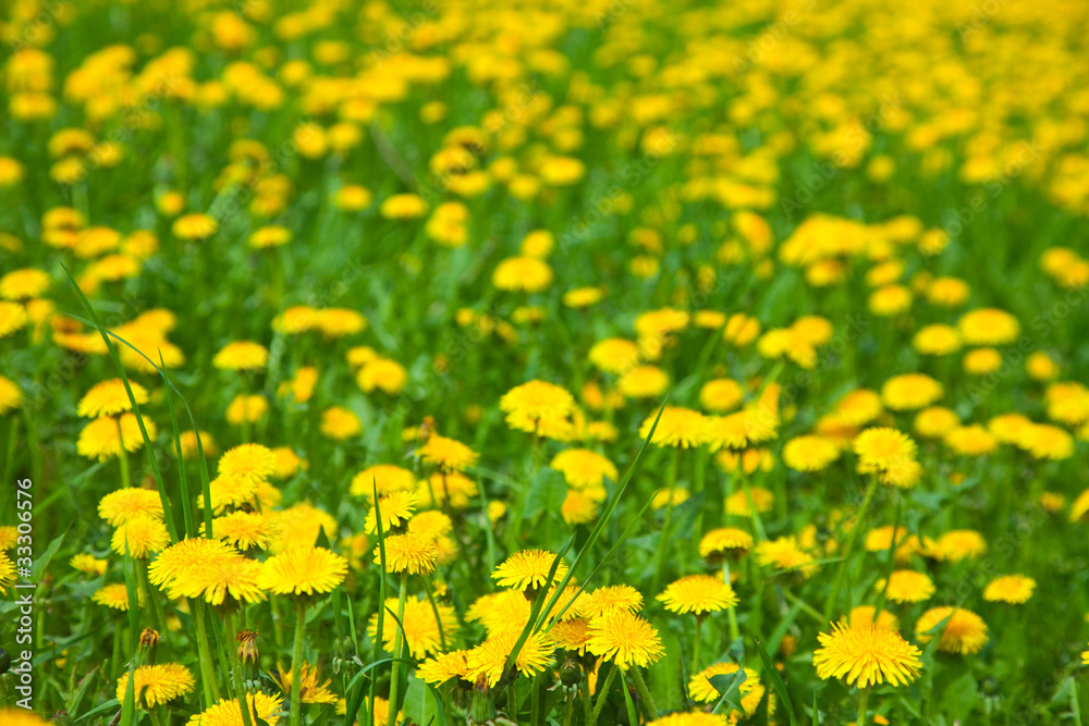 dandelion meadow