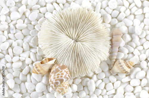 Seashells on white pebbles