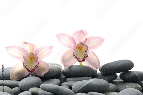Still life with two pink orchid pebble